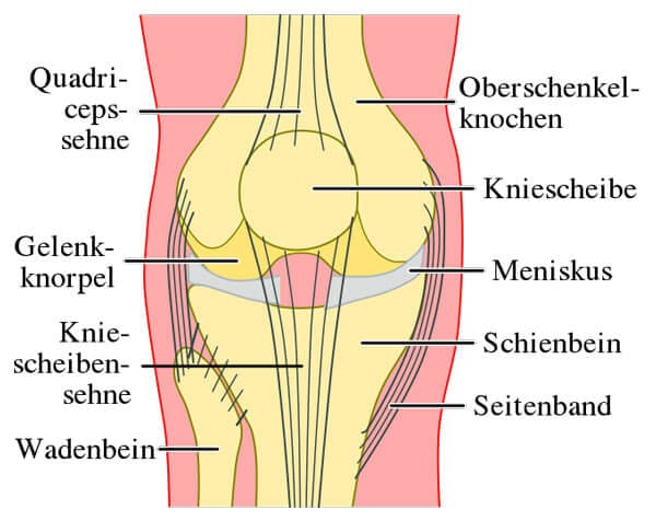 Schema des Knies von vorne 