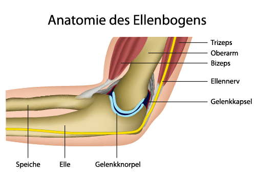 Die Grafik zeigt die Anatomie des Ellenbogens