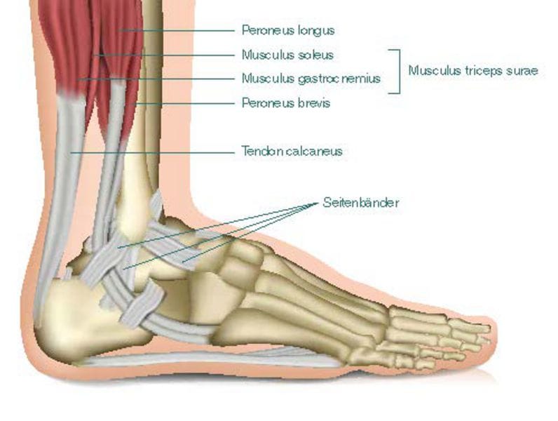 Bänder Und Sehnen Am Fuß - Captions Todays