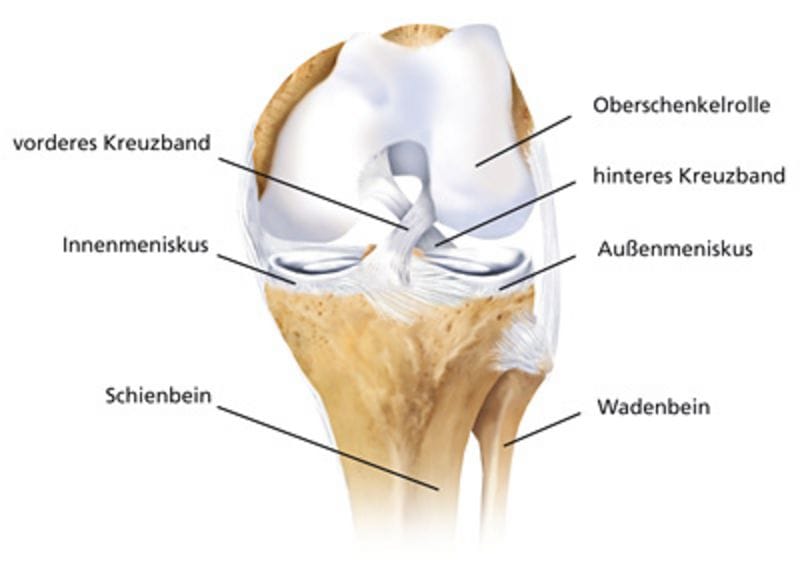 Anatomisches Schema des Kniegelenks mit Kreuzbändern und Menisken